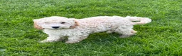 Cockapoo dogs for sale: Red & Apricot Cockapoo Puppies in Airdrie - Advert 10