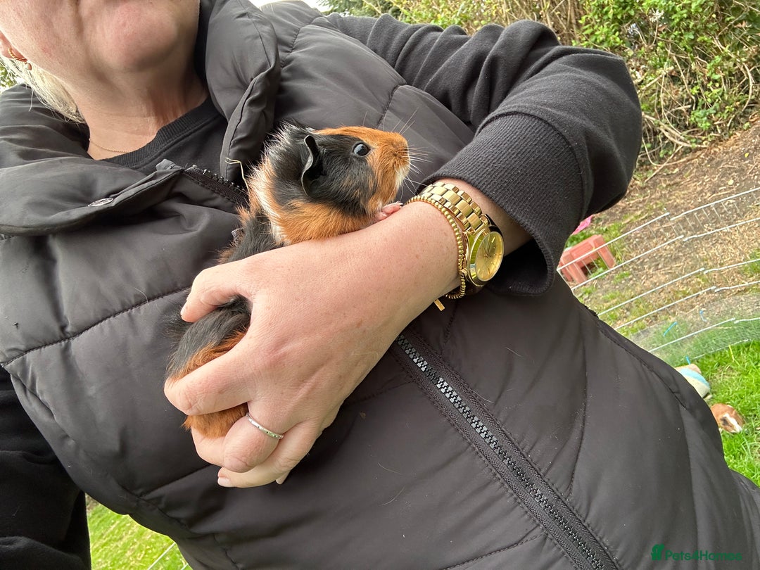 Guinea Pig rodents for sale: Baby Guinea Pigs ready now - Image 9