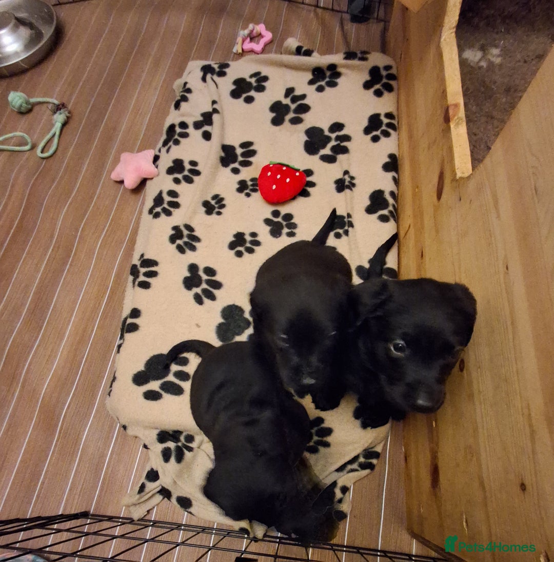 Labrador Retriever dogs for sale: Superb litter for working/competition/pet - Image 14