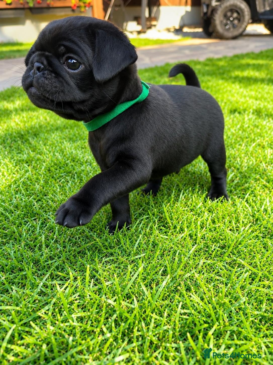 Pug dogs     Gorgeous Pug Puppies🥰 - Advert 2