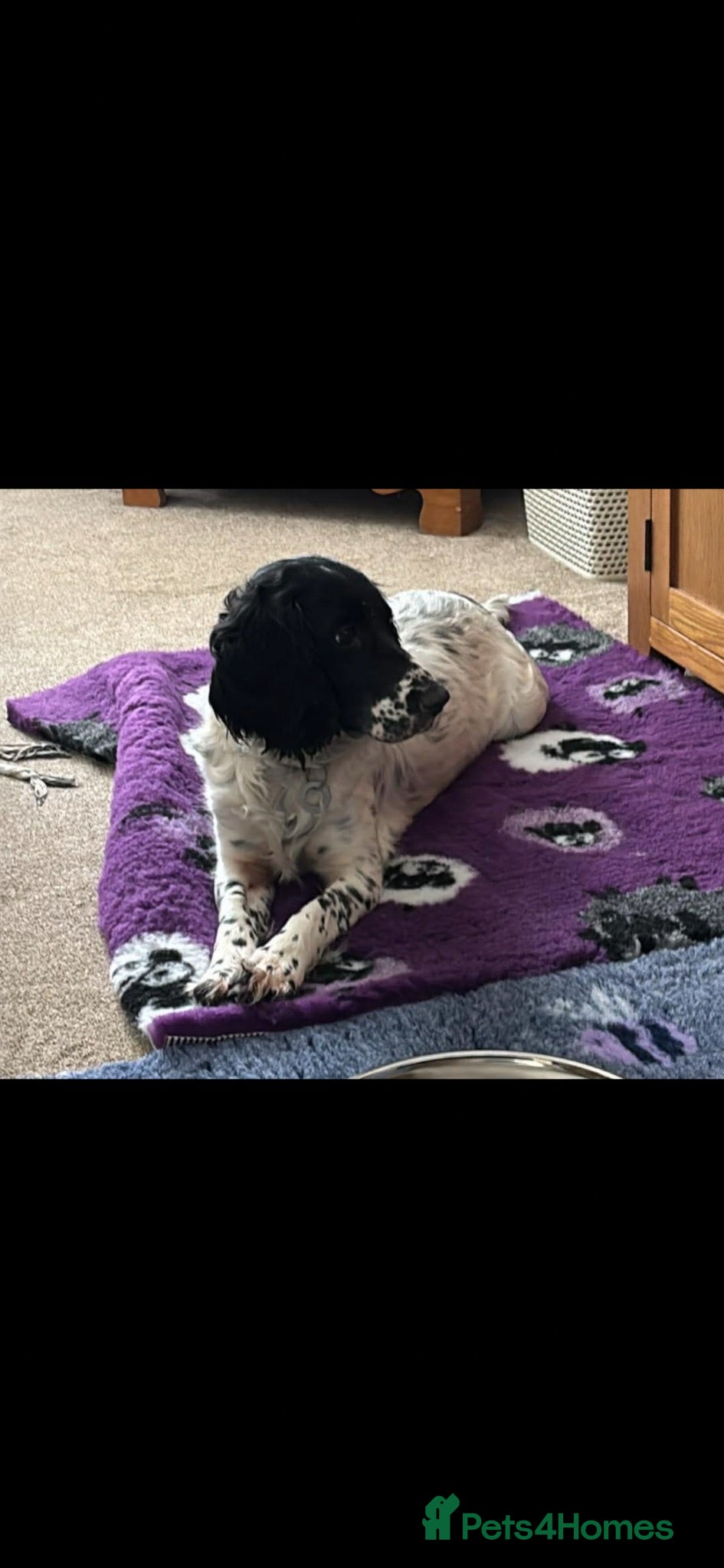 Cockapoo dogs Beautiful F1 Cockerpoo puppies - Advert 1