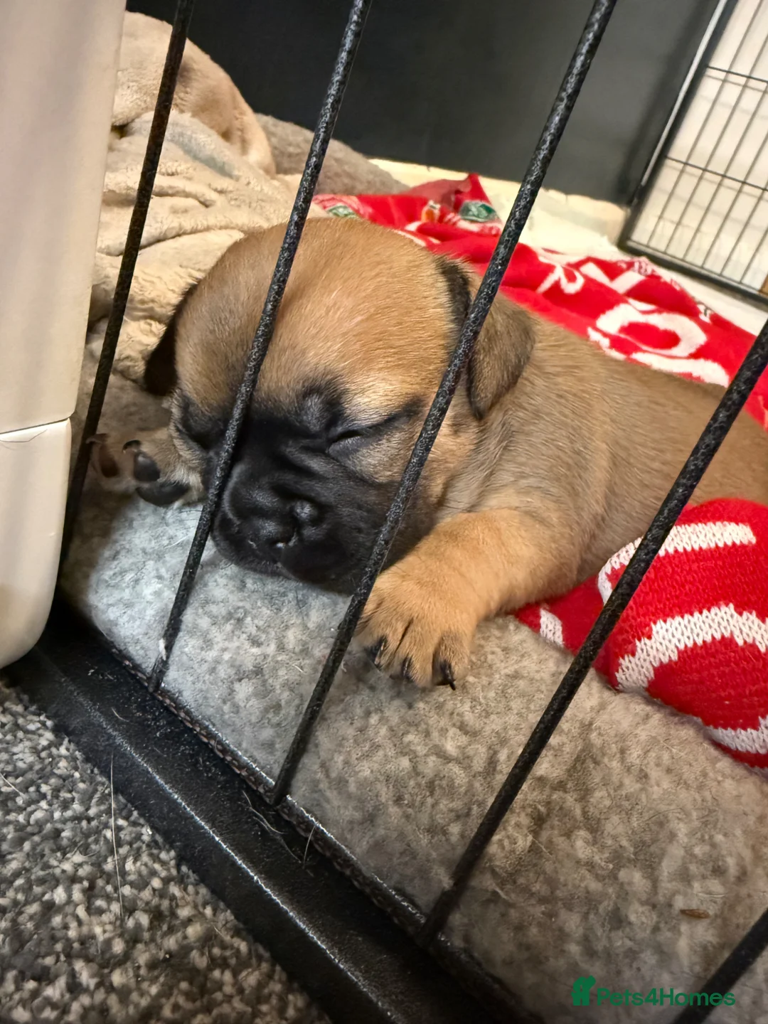 French Bulldog dogs for sale: French bulldog chihuahua puppies for sale - Advert 2