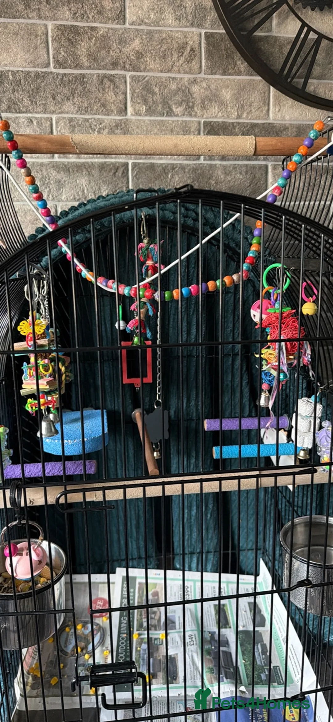 Conures birds for sale: Pineapple conure parrot  in Leicester - Advert 2