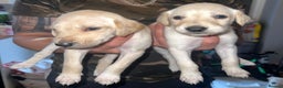 Lurcher dogs for sale: Saluki greyhound females  - Advert 4
