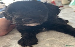 Maltipoo dogs for sale: Two cuddly little maltipoo boys - Image 9