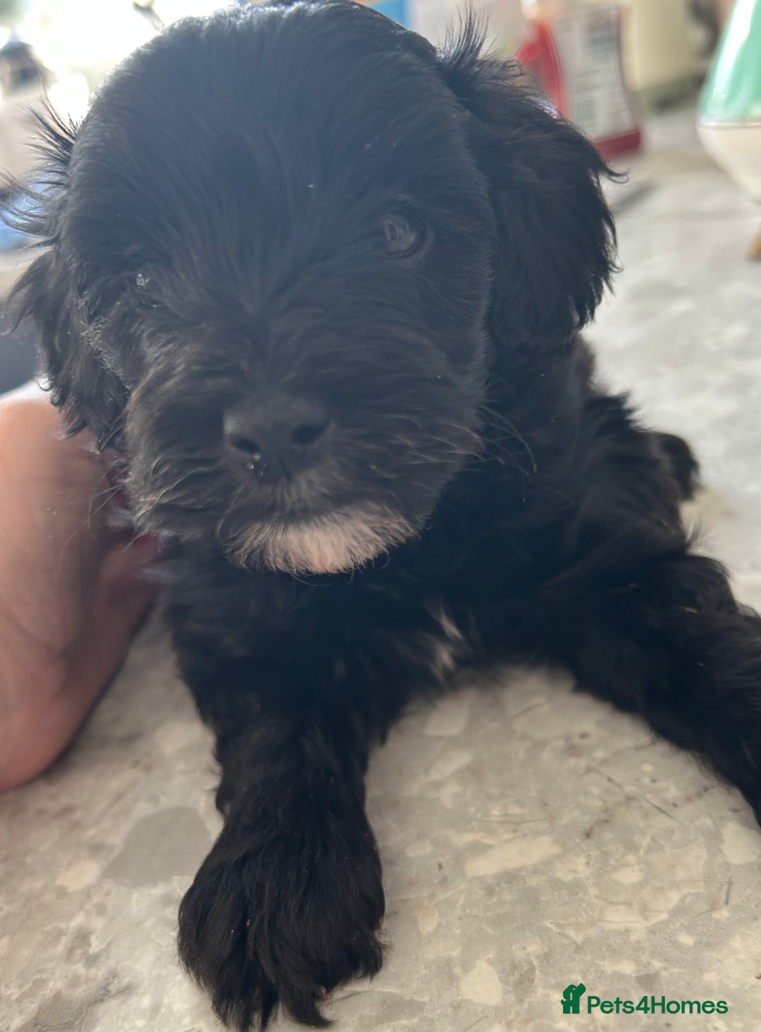Maltipoo dogs for sale: Two cuddly little maltipoo boys - Image 9