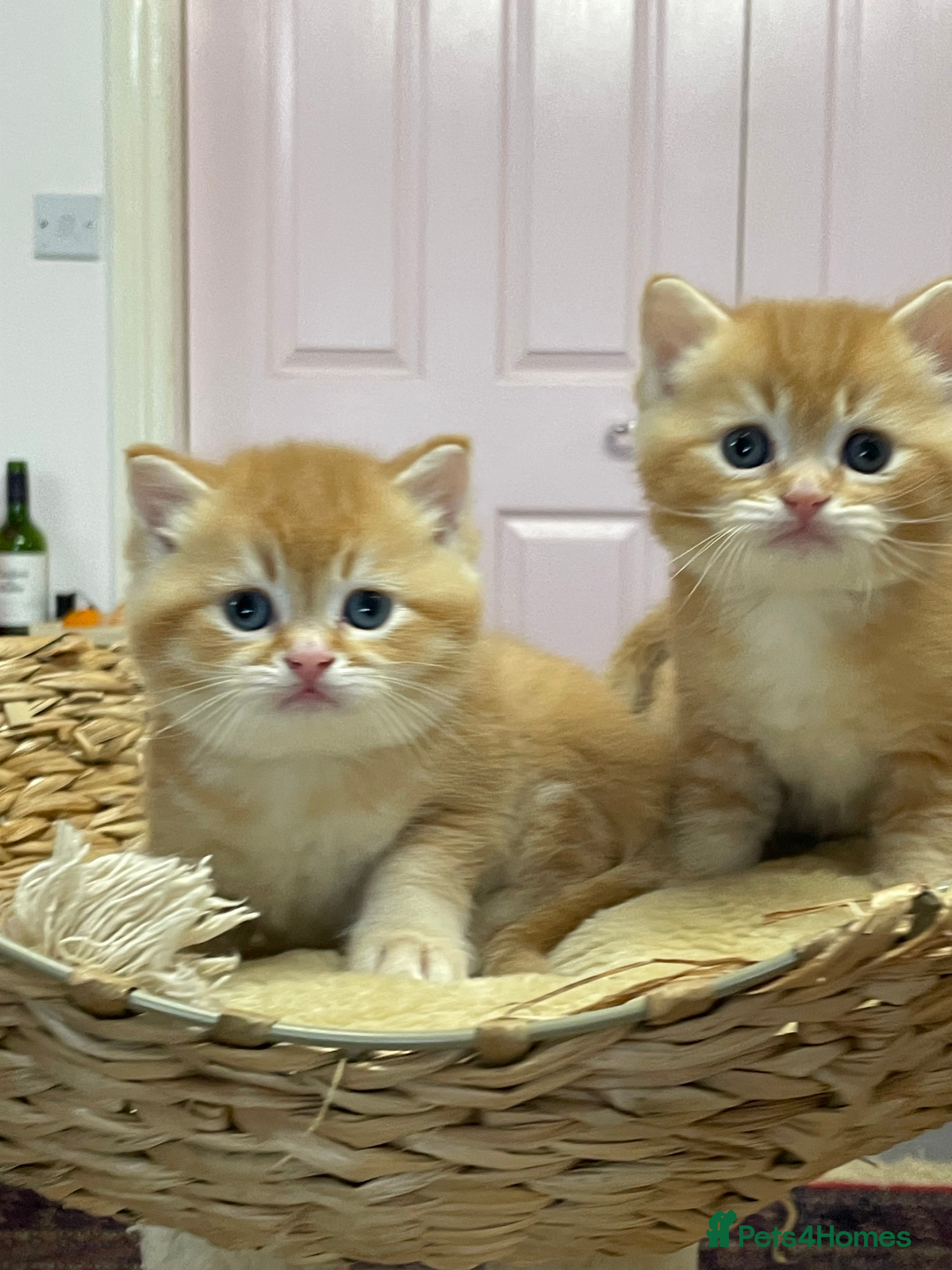 British Shorthair cats Adorable golden kittens - Advert 10