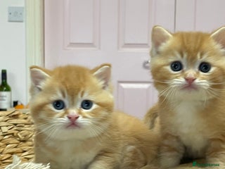 British Shorthair cats Adorable golden kittens - Advert 10