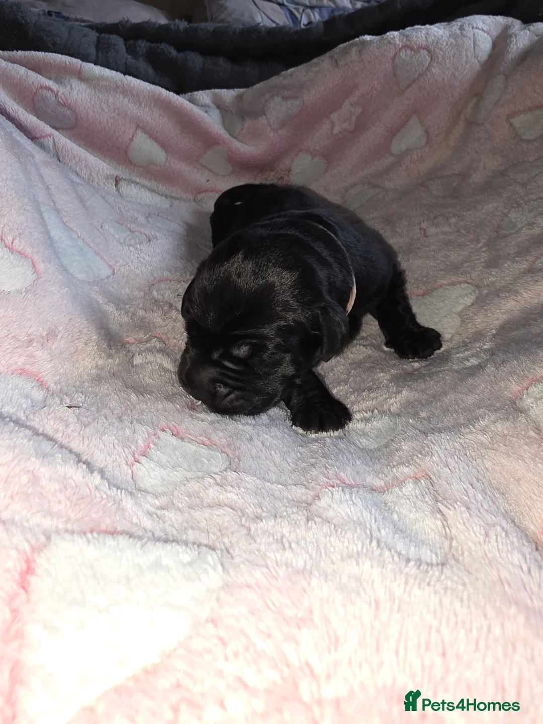 Cane Corso dogs for sale: Cane corso puppies - Advert 5