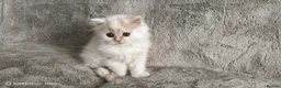 Scottish Fold cats for sale: Playful and affectionate kittens  - Advert 5