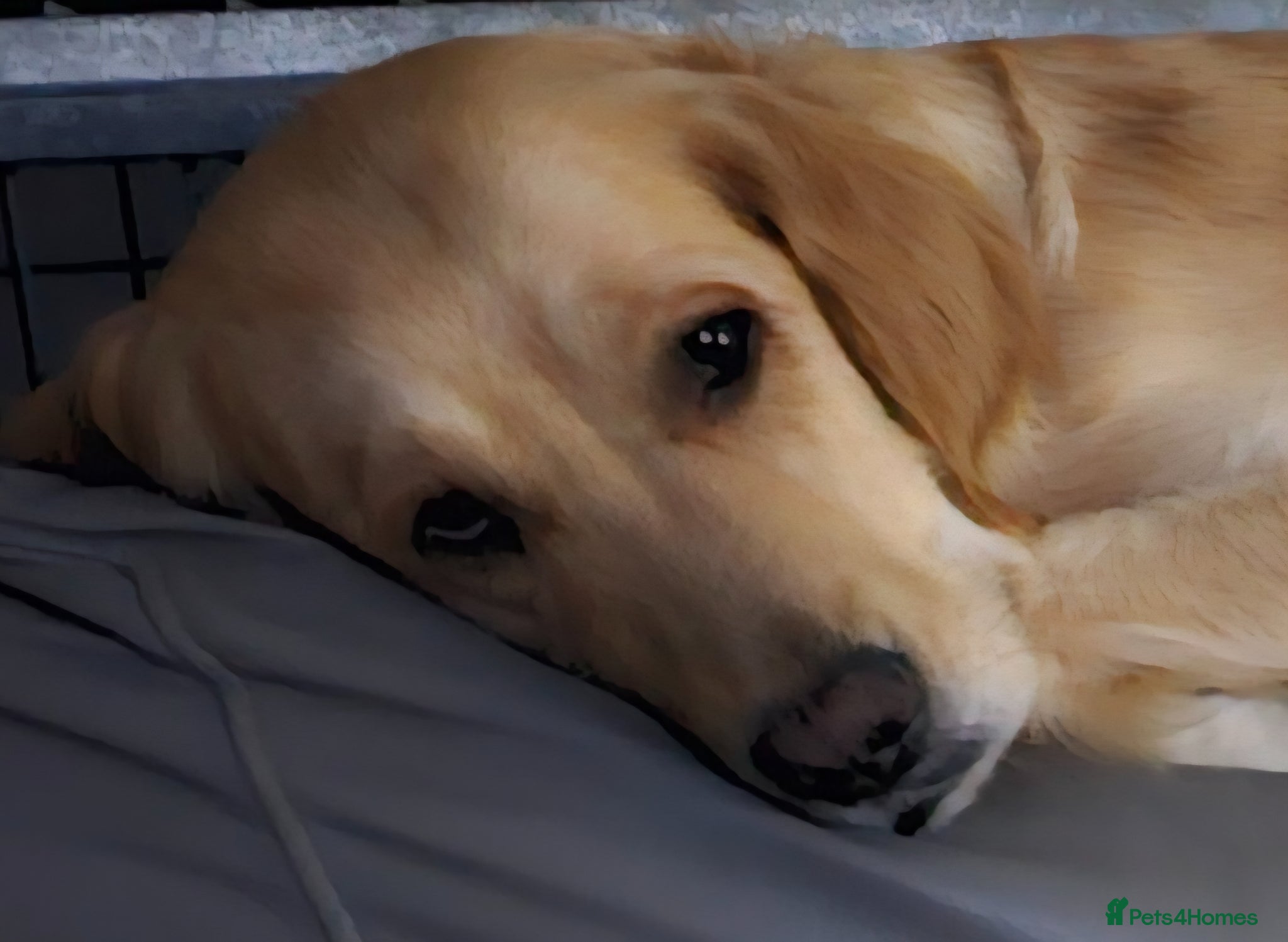 Golden Retriever dogs MABLE SEEKS LOVING HOME - Advert 1