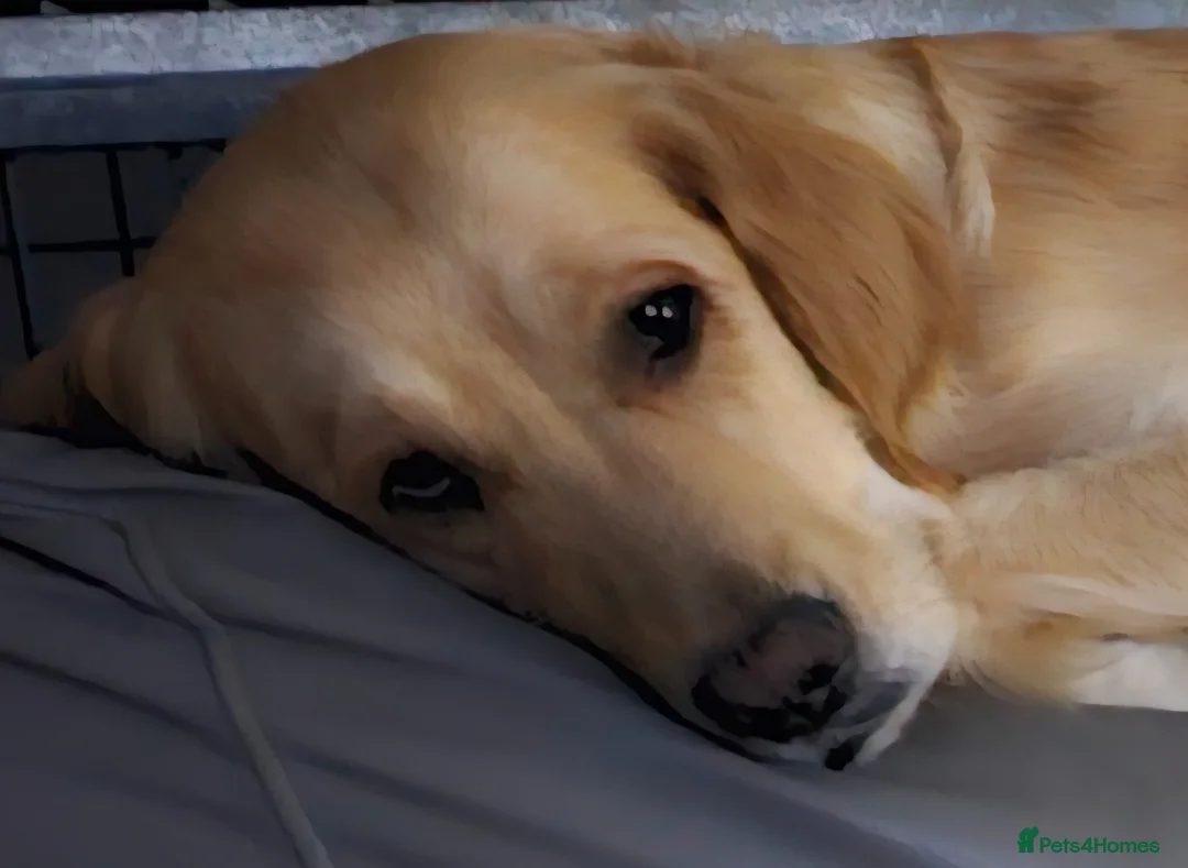 Golden Retriever dogs for sale: MABLE SEEKS LOVING HOME - Advert 1