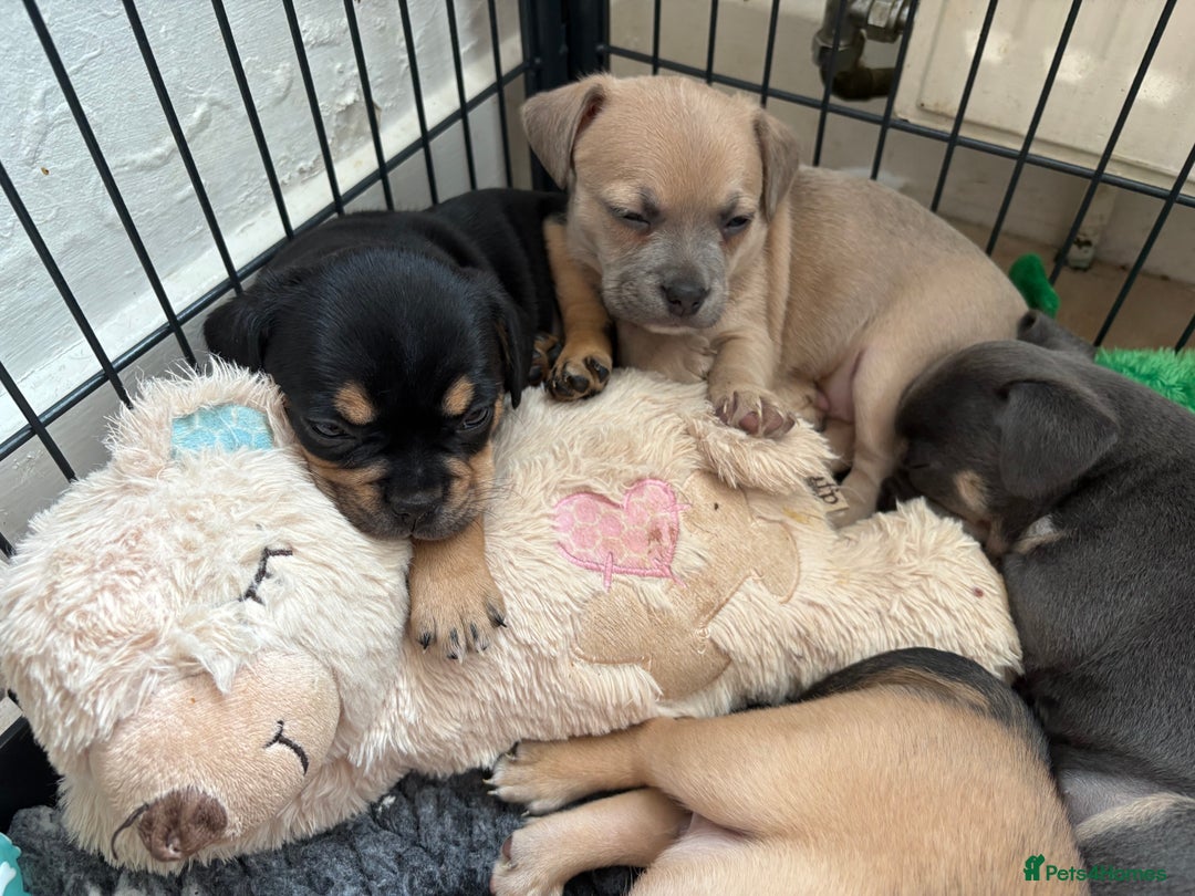 Mixed Breed dogs for sale: French bullhuahua - Image 33