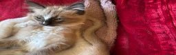 Tonkinese cats for sale: Exquisite Tonkdolls  - Advert 10