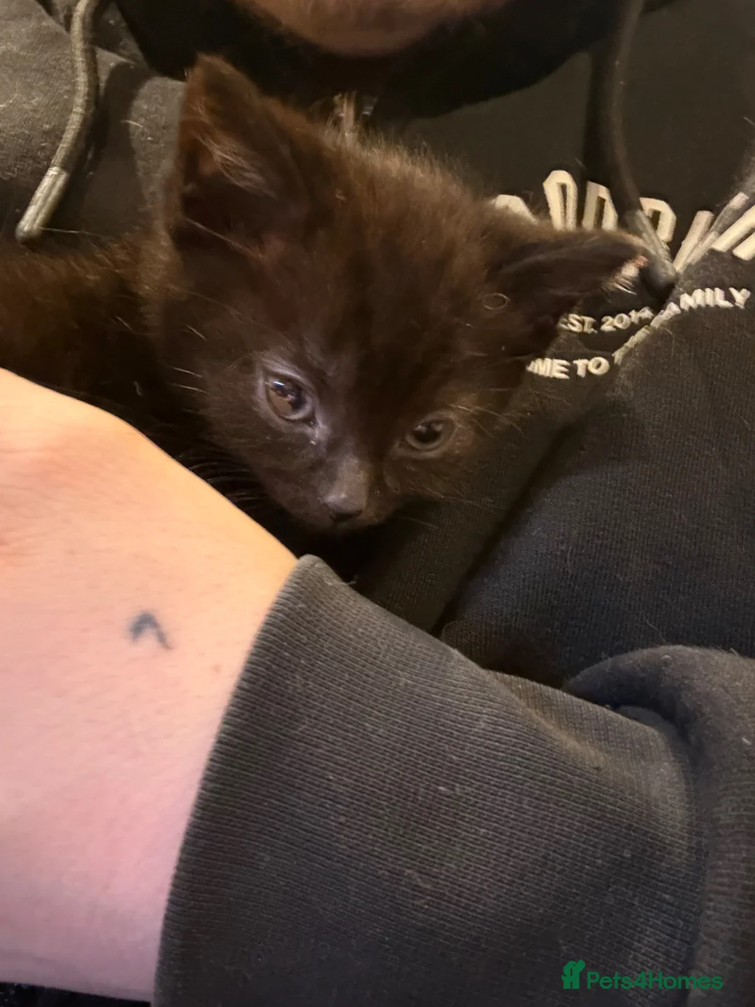Mixed Breed cats for sale: Kittens  - Advert 2