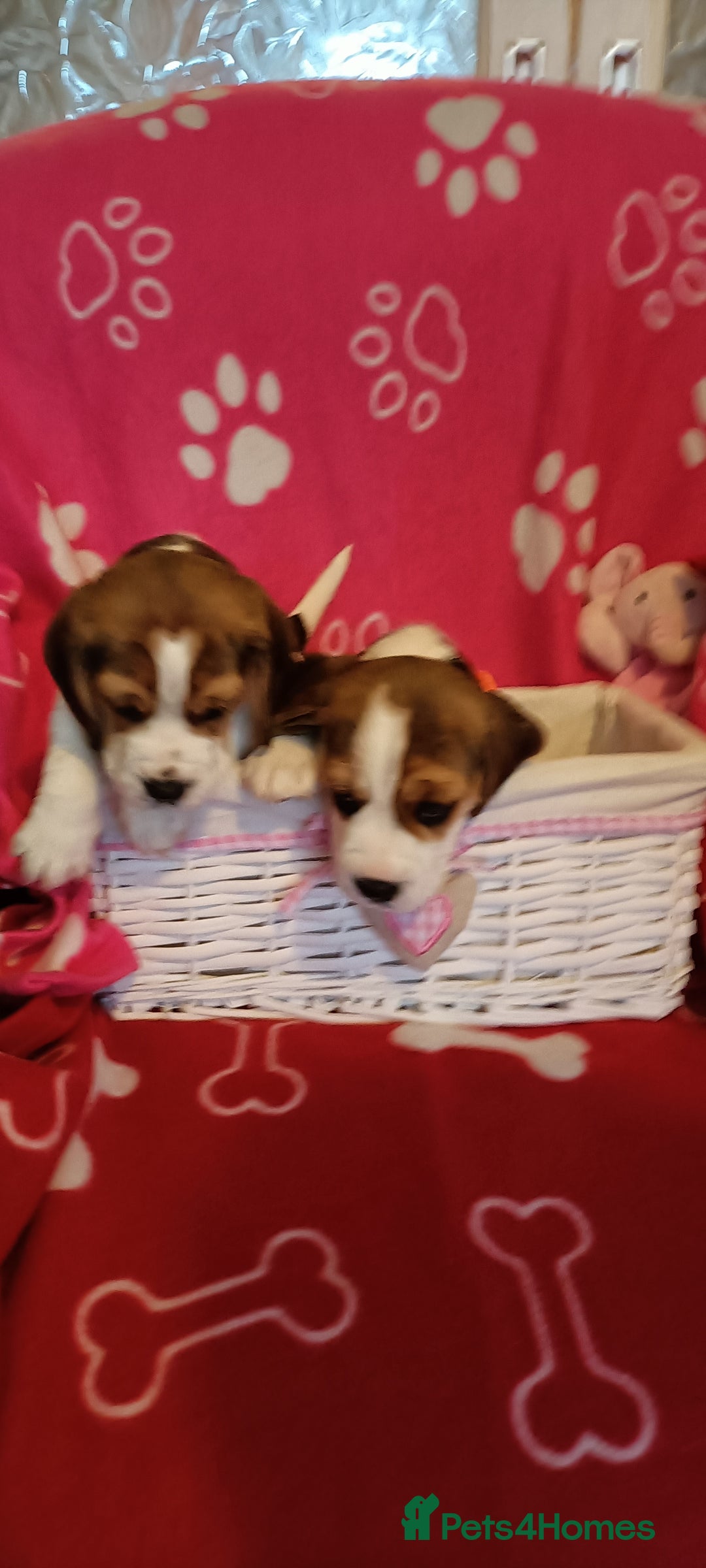 Beagle dogs for sale: Beautiful beagle puppies  - Image 8