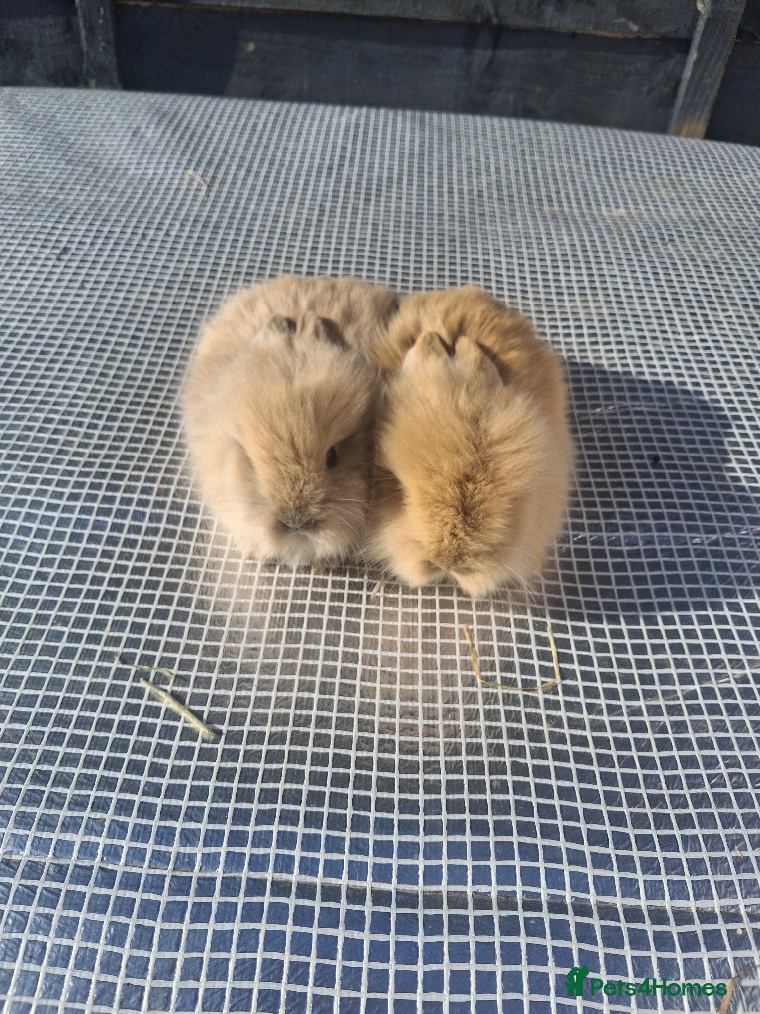 Lionhead rabbits Lionhead Baby Rabbits 🐰 - Advert 7