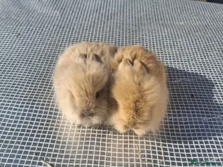 Lionhead rabbits Lionhead Baby Rabbits 🐰 - Advert 1