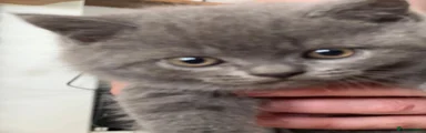 British Shorthair 1