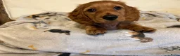 Dachshund dogs for sale: Bertie (Revdvicki's Dorek - Kennel Club name) - Advert 4