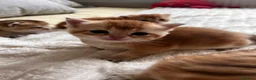 Scottish Fold cats for sale: Sweet, Playful & Cuddly Kittens Ready to Go Soon! in New Malden - Advert 15