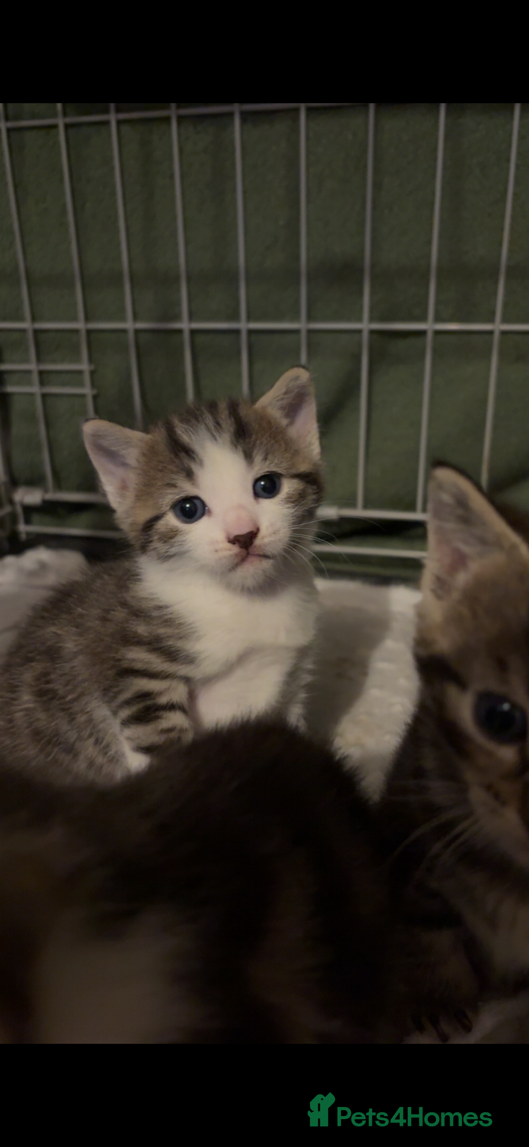 Mixed Breed cats for sale: One boy kitten left  - Advert 3