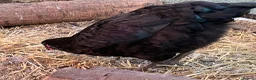 Chickens poultry for sale: Pullets and cockerel and drakes  - Advert 2