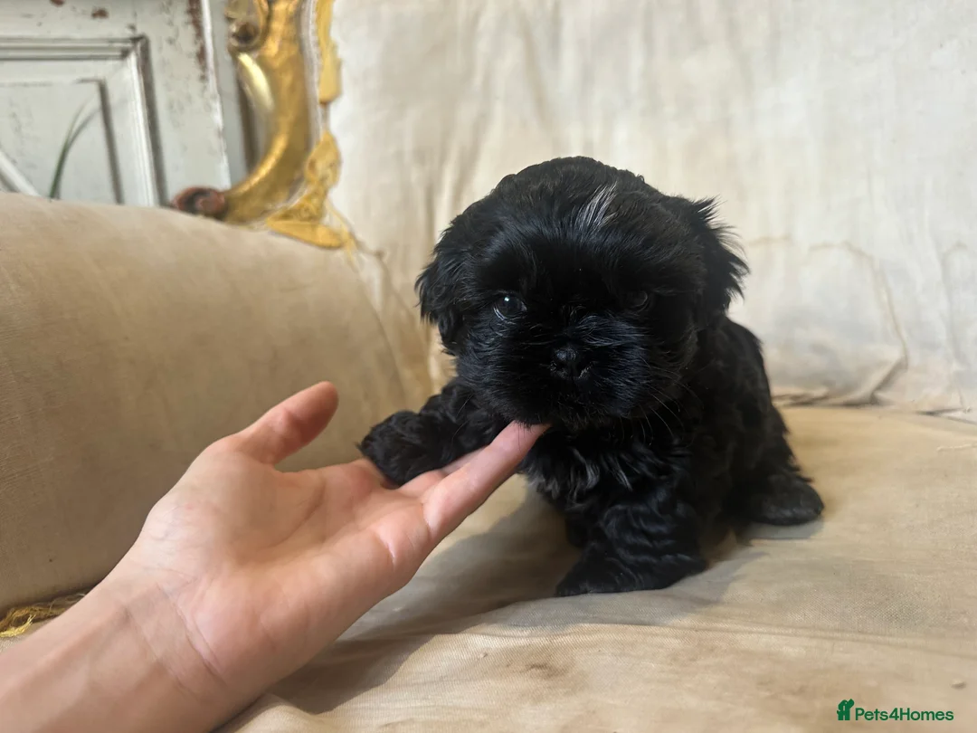Shih Tzu dogs for sale: Shih Tzu Beauties, Imperial lines - Advert 32