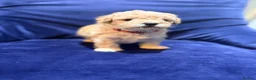 Poochon dogs for sale: Toy poodle/bichon - Advert 4