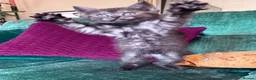 British Shorthair cats for sale: Silver Spotted British Shorthair Kittens - Advert 17