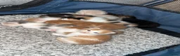 Mixed Breed cats for sale: Kittens for sale - Advert 22