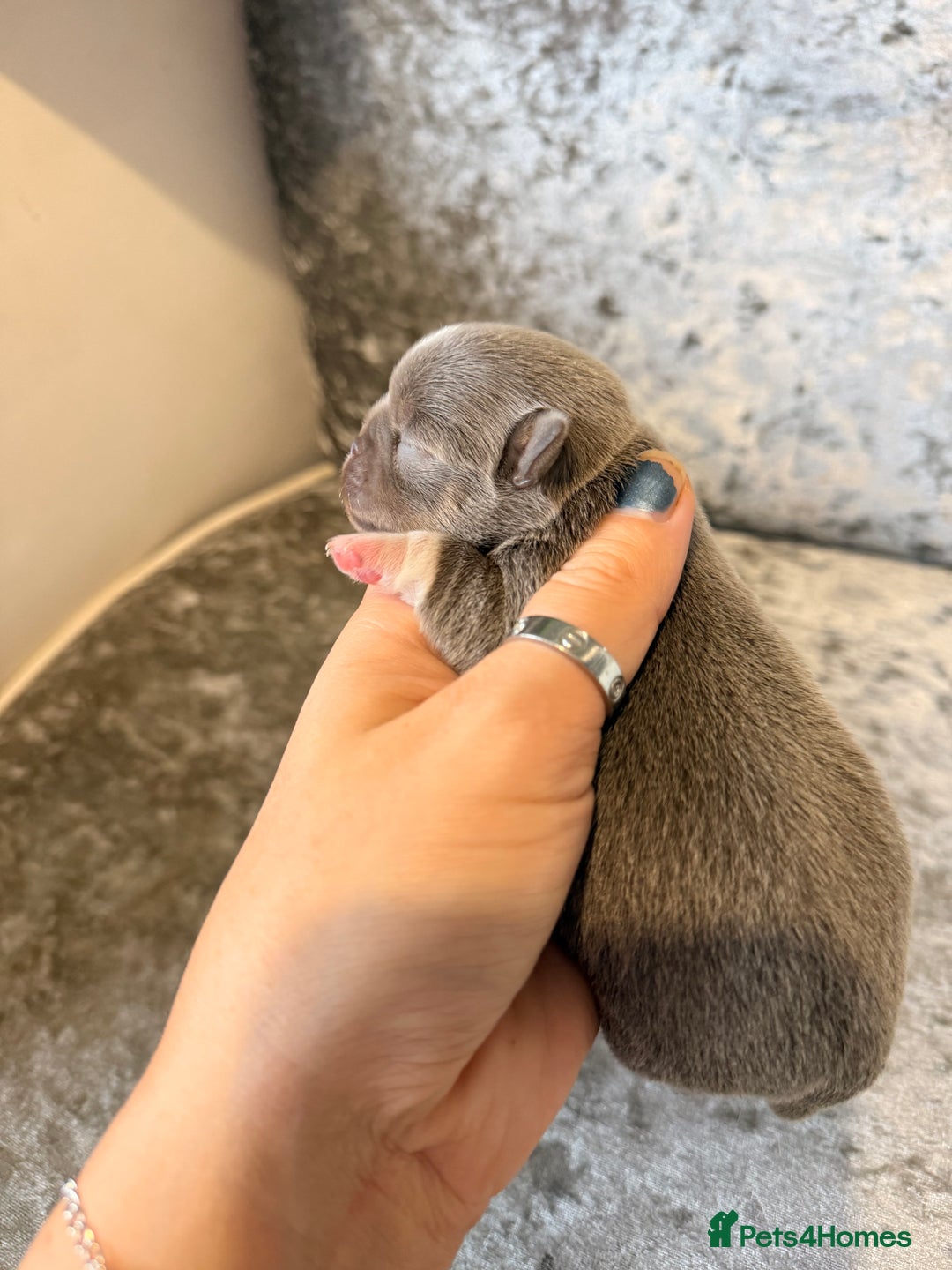 Chihuahua dogs for sale: 🩷Chihuahua puppies Thai genes🩷 - Image 8