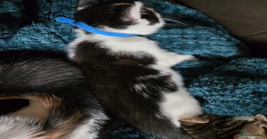 Mixed Breed cats - Advert 3