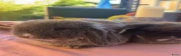 Mini Lop rabbits for sale: 3 Beautiful baby boy mini lops needing good homes in Bridport - Advert 31