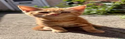 Mixed Breed cats for sale: Gorgeous kittens - Advert 3