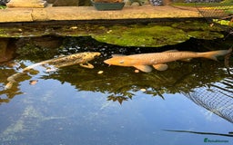 Koi Carp fish for sale: 2 koi Carp for sale  - Image 1