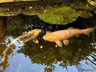 Koi Carp fish - Advert 1