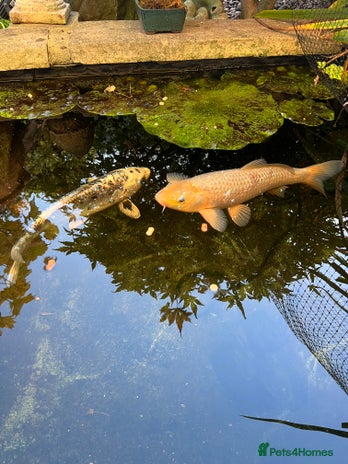 Koi Carp fish - Advert 1