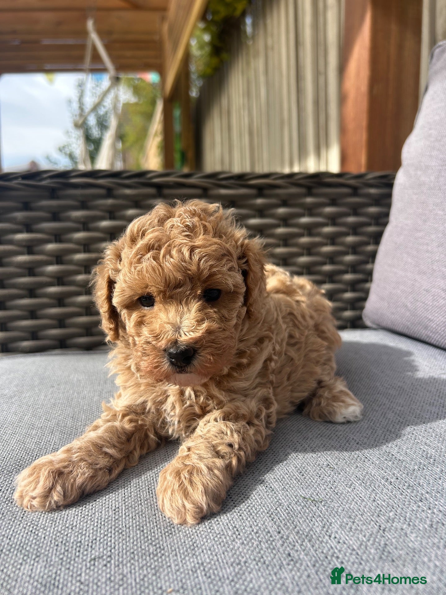 Cavapoo dogs 5*Beautiful Health tested F2b Cavapoo Puppies  - Advert 2