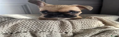 French Bulldog 6