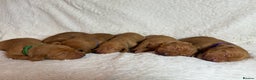 Hungarian Vizsla dogs for sale: KC registered Hungarian Viszla puppies - Advert 3