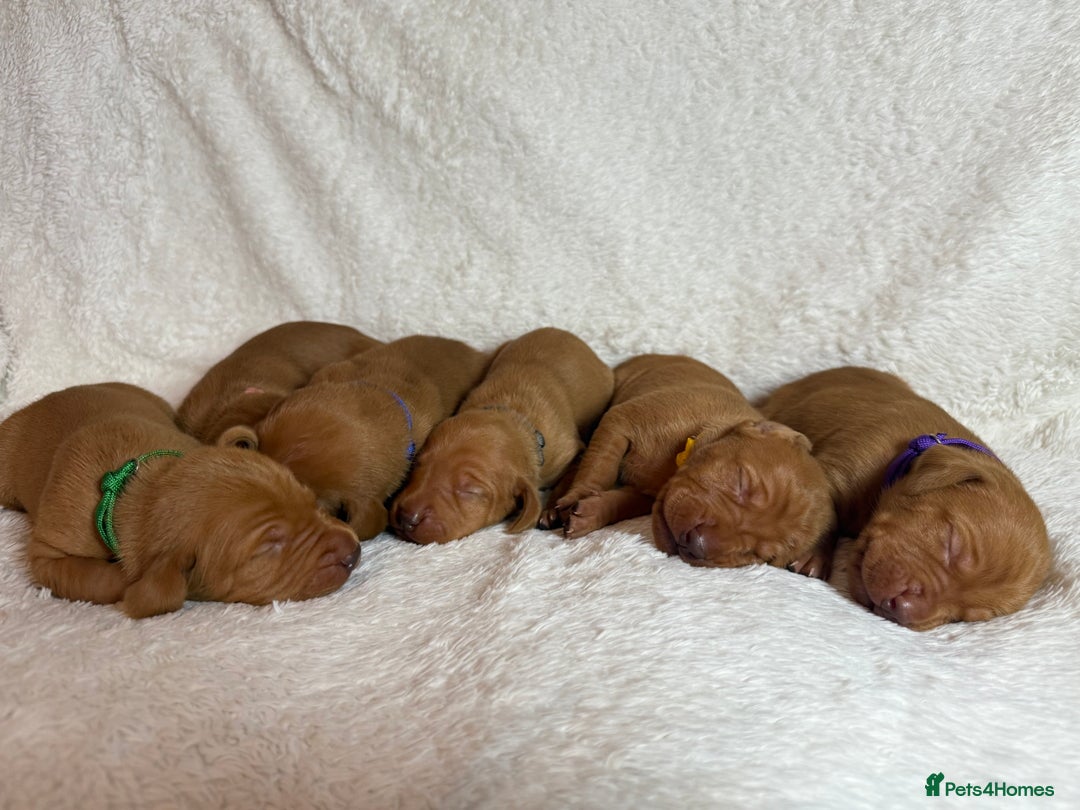 Hungarian Vizsla dogs for sale: KC registered Hungarian Viszla puppies - Advert 3