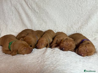 Hungarian Vizsla dogs KC registered Hungarian Viszla puppies - Advert 3