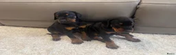 Dobermann dogs for sale:  German Dobermann puppies simply the best - Advert 7