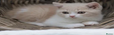 British Shorthair Kitten 3