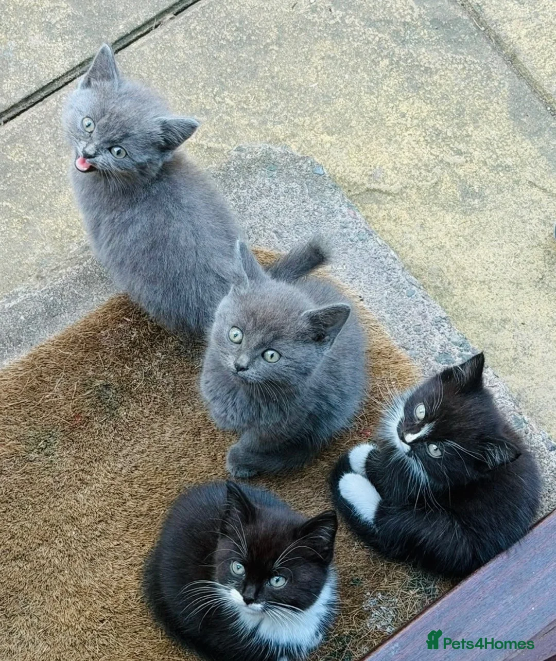 Mixed Breed cats for sale: Beautiful, Playful Kittens Looking for a Home - Advert 5