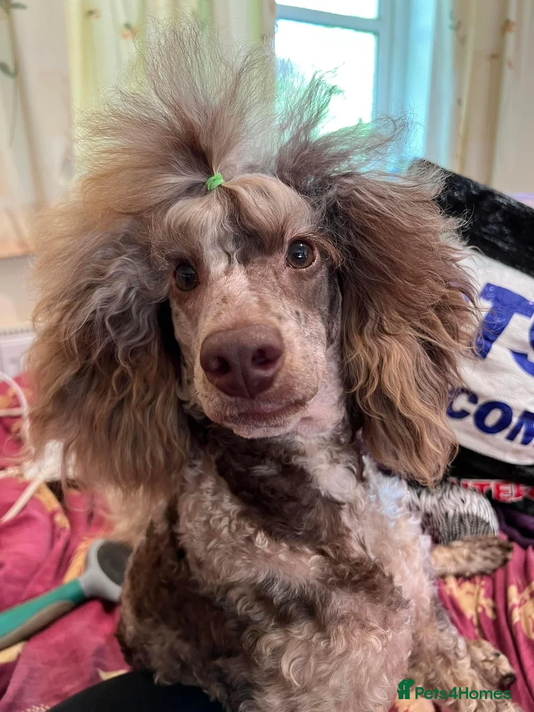 Toy Poodle dogs for stud: Brown Merle Poodle health tested - Advert 1