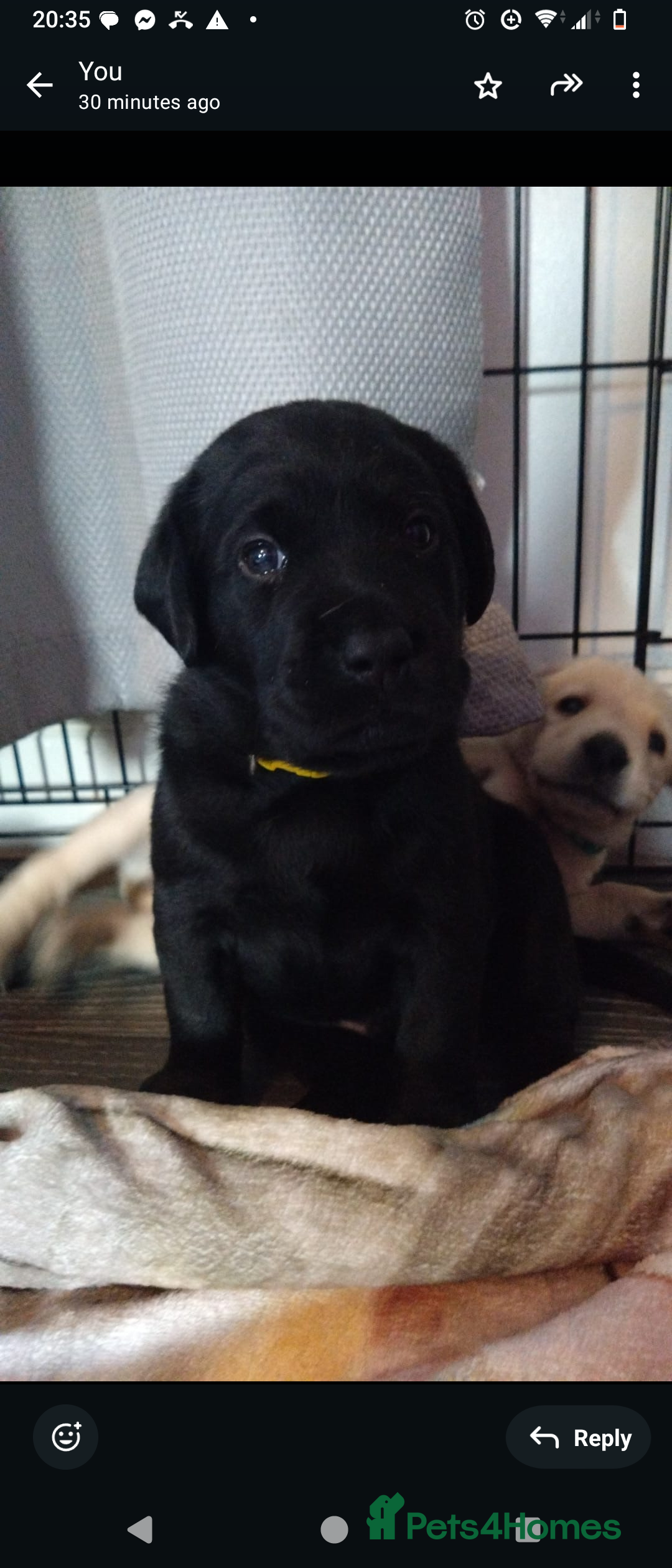 Labrador Retriever dogs for sale:  Labrador pups - Image 27