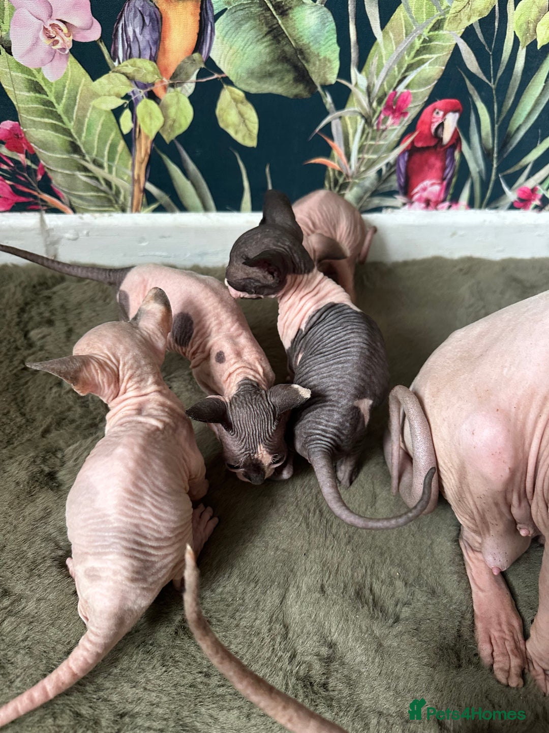Sphynx cats for sale:  6 Beautiful Sphynx Kittens Ready Soon – 5★ - Image 31