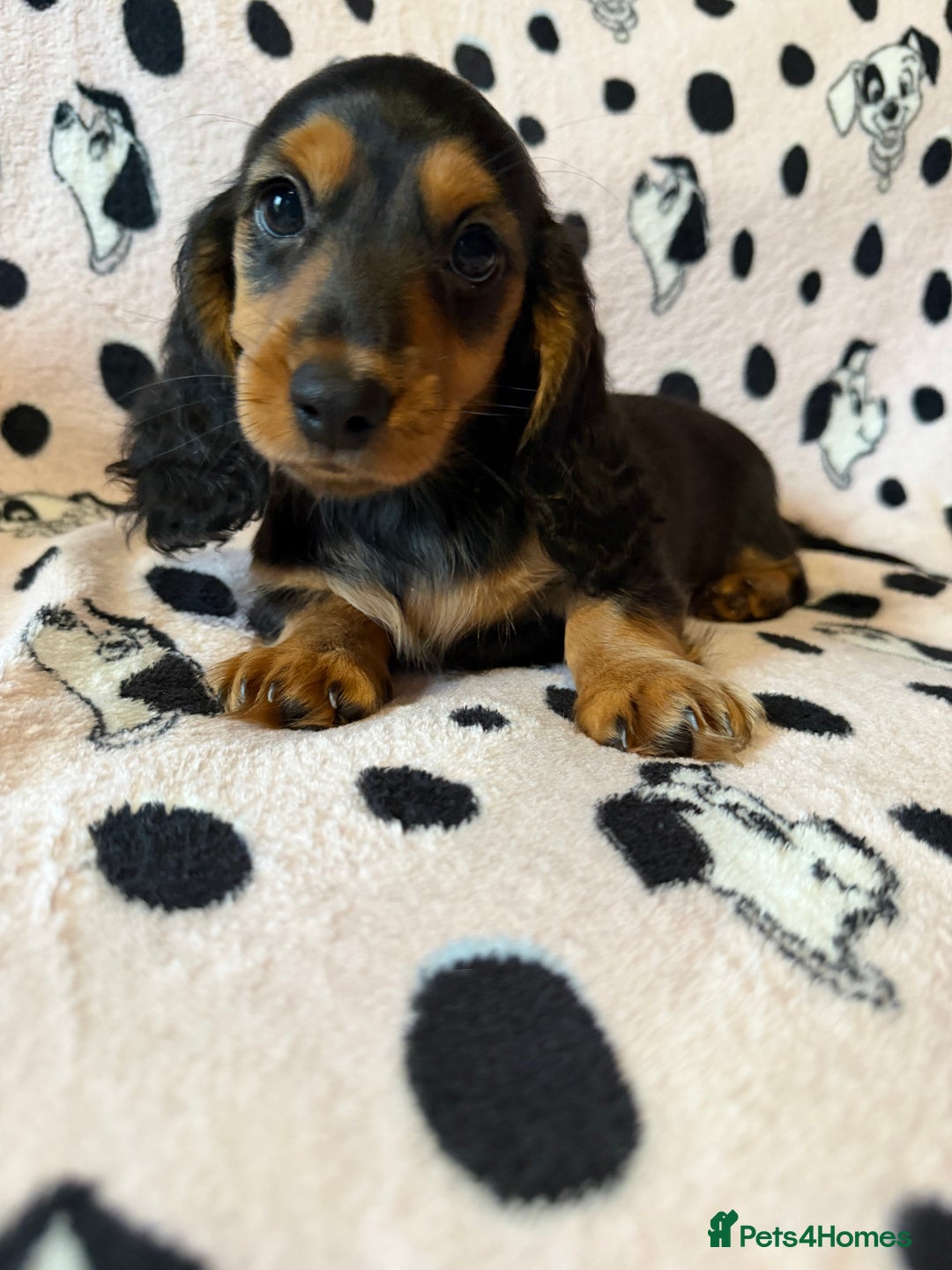 Miniature Dachshund dogs for sale: Beautiful KC silver dapple longhair miniature girl - Advert 38